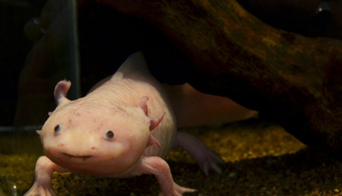 Axolotls: What Makes Them Unique & Why They’re Being Studied