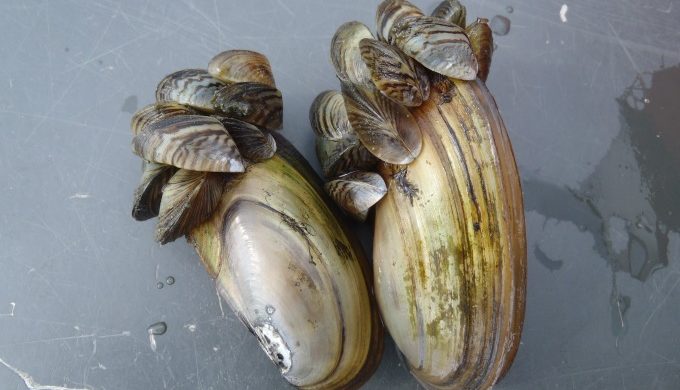 Zebra mussels on mussel