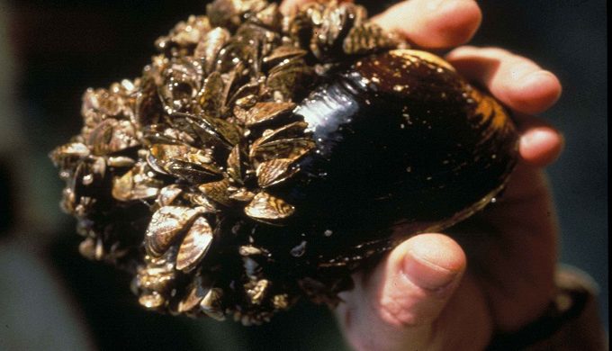 Zebra Mussels Have Invaded Lake LBJ and Lake Pflugerville