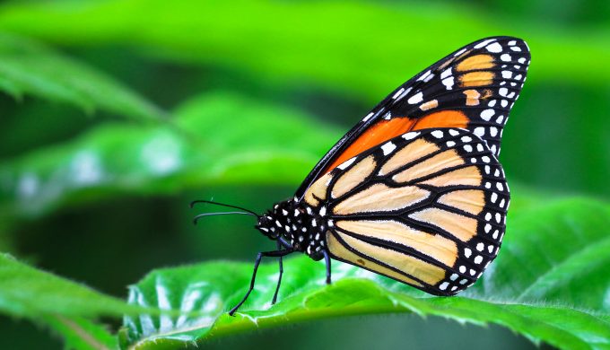 Monarch Butterfly Population Dropped Dramatically: What Can be Done?
