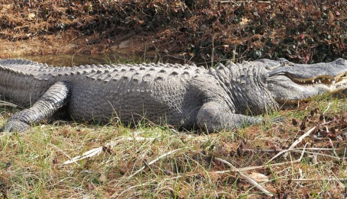 East Texas Rancher Assists in Wrangling 10-Foot Alligator Threatening Cattle