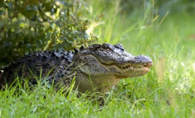 alligator in grass