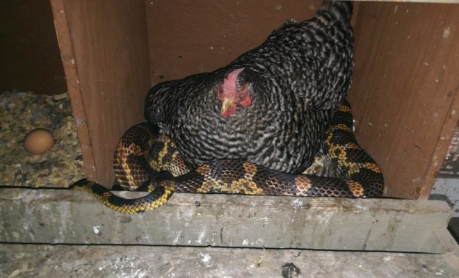 Stubborn Chicken Sits on Huge Snake: Texas Photo Goes Viral
