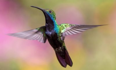 An Easy Food Recipe to Attract Hummingbirds to Your Backyard