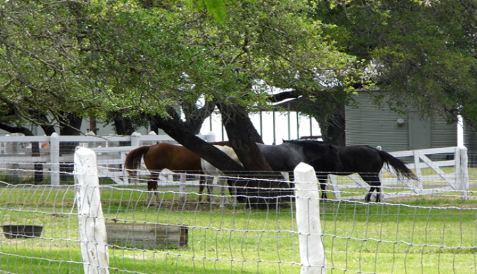 animals lbj animals lbj