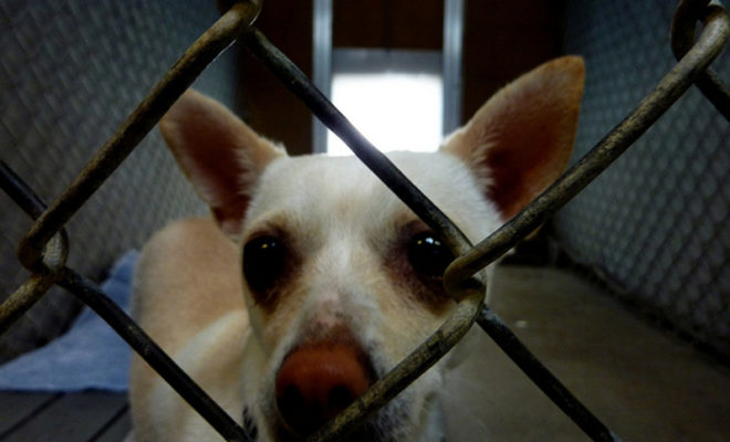 Child Asks For Donations To Texas Animal Shelter For Her Birthday