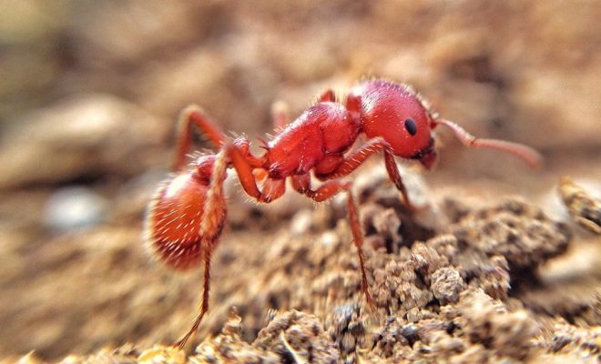Rüyada Büyük Kırmızı Karınca Görmek