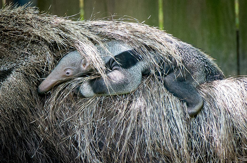 An Adorable Baby Anteater Was Born in the Houston Zoo