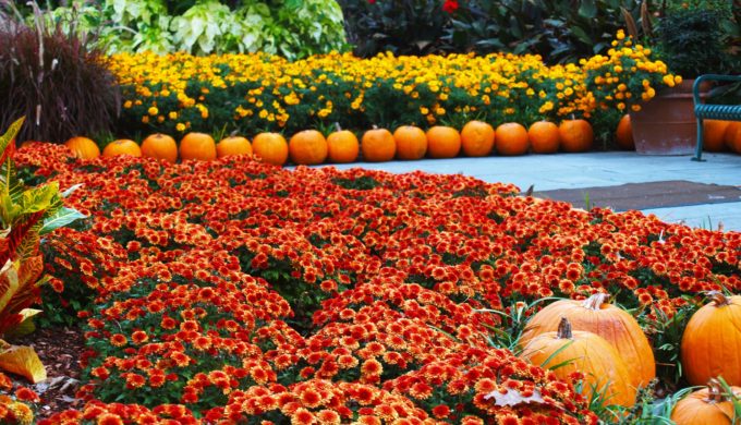 Meet Charlie Brown & Friends with Great Pumpkin Village at Arboretum