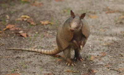 Can the Texas Nine-Banded Armadillo Really Cause Leprosy?