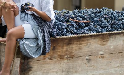 Quality Over Quantity for this Year's Texas Wine Harvest