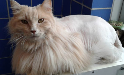 Austin Animal Center Breaks Record For Saving Animals