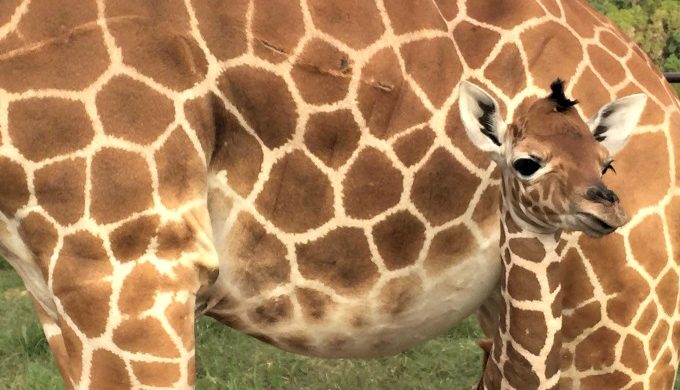 baby giraffe