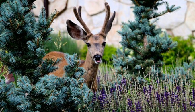 Meet the New Neighbors: How to Deal with Deer in Our Backyards
