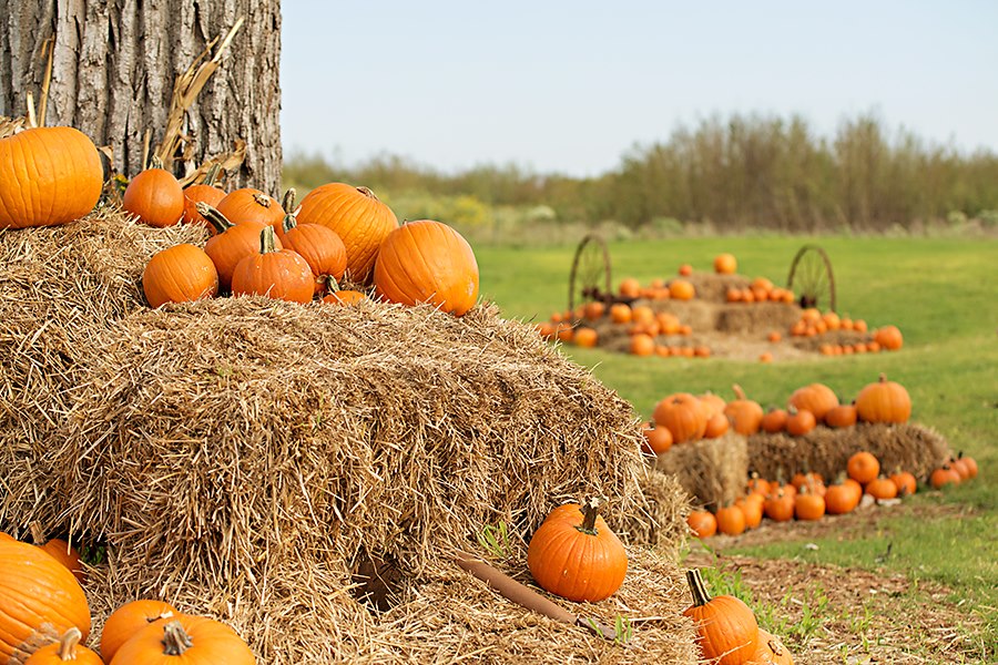 stevens pumpkin patch