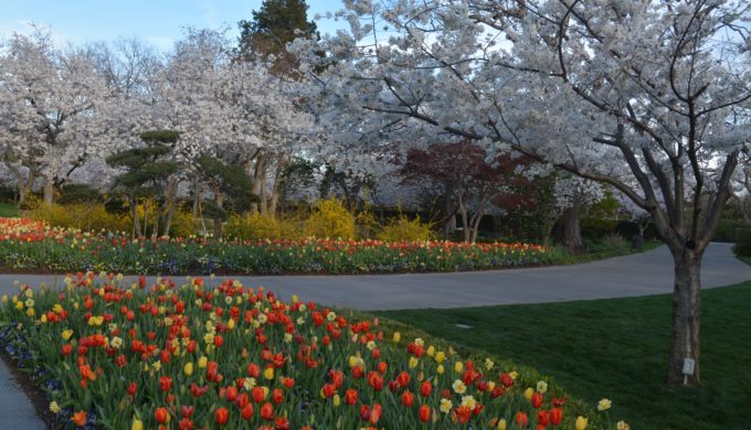 Dallas Arboretum is Ready for Spring: Big Blooming Fun!