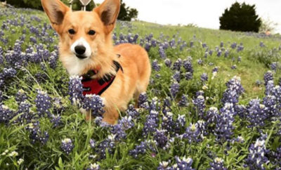 bluebonnet