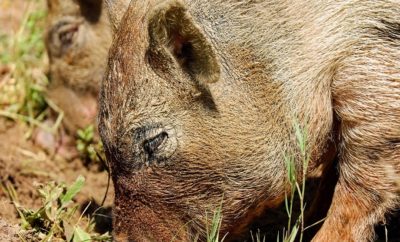 Caretaker of Elderly Couple was Attacked and Killed by Feral Hogs