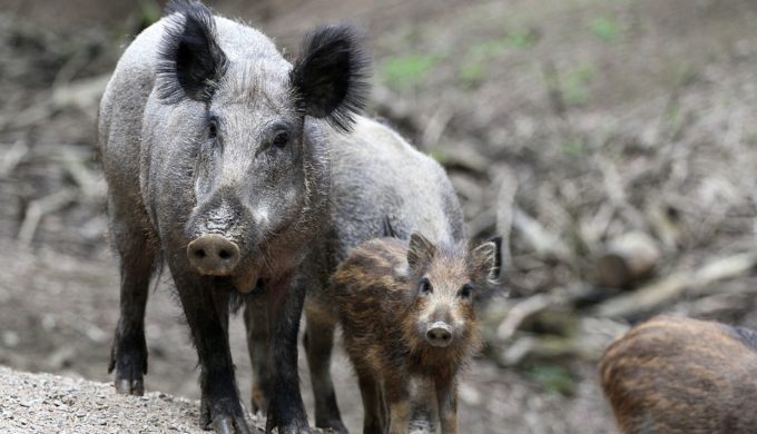 Where Did Texas Feral Hogs Come From? Their Surprising Origins