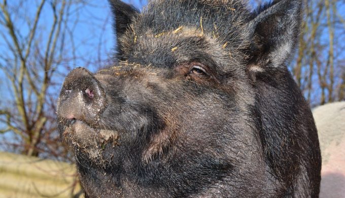 Where Did Texas Feral Hogs Come From? Their Surprising Origins