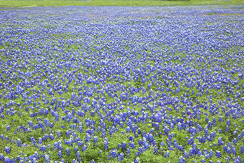Road Trip! Tubing, Touring Bluebonnets, and Tasty Texas BBQ
