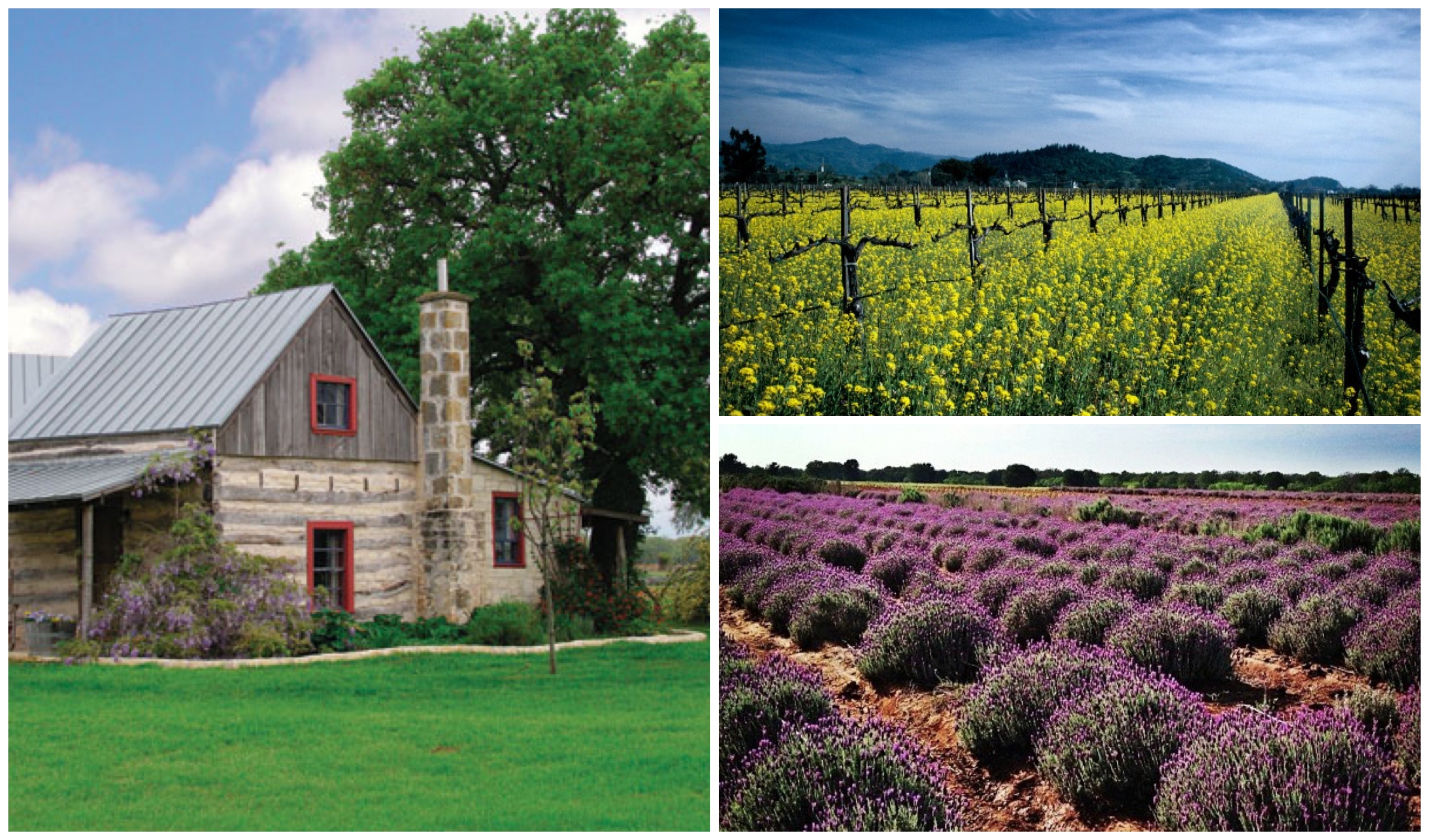 Live, Love, Lavender in the Hill Country!