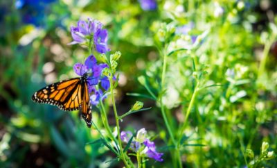 300 Million Monarch Butterflies Coming to Texas: Get Your Camera Ready