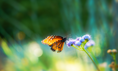 Monarch Butterfly Population Dropped Dramatically: What Can be Done?