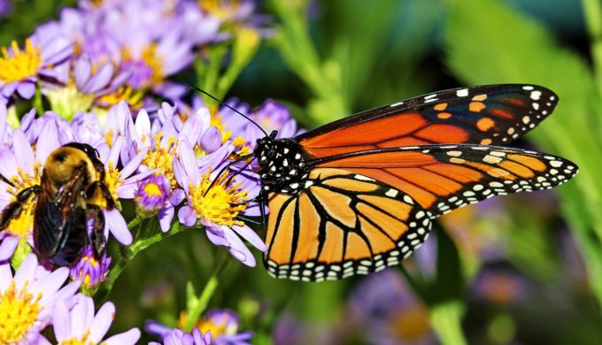 Annual Lampasas Bloomin’ Fest Scheduled to Bring Texas Springtime Wildflowers to the Forefront Annual Lampasas Bloomin’ Fest Scheduled to Bring Texas Springtime Wildflowers to the Forefront