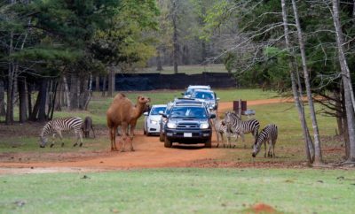 This Texas Drive-Thru Safari is an Adventure with Exotic Animals