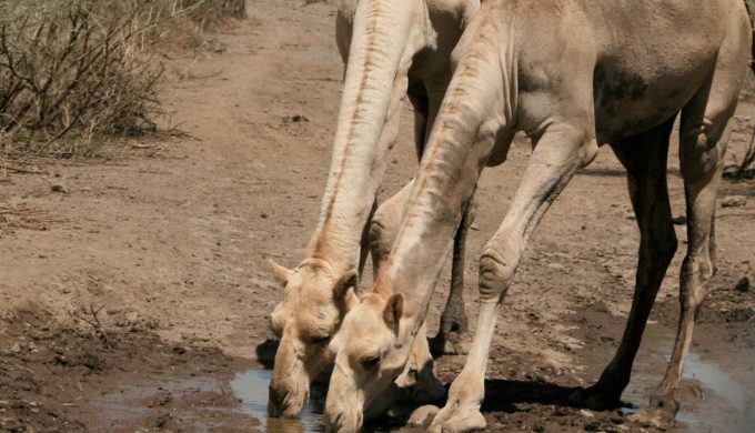 camels drinking 2