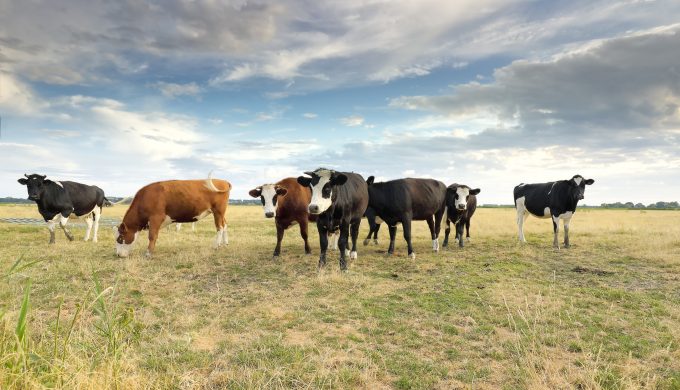 $11K Reward Being Offered in Lipscomb County Cattle Theft