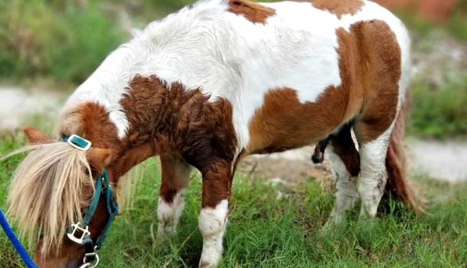 Small Pony in ‘Stable’ Condition After Rescue From Storm Drain