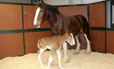Clydesdale