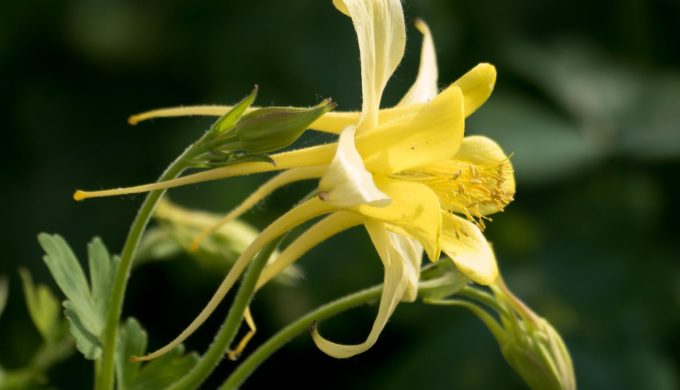 Yellow Columbine is a NICE Addition to a Shady Hill Country Garden