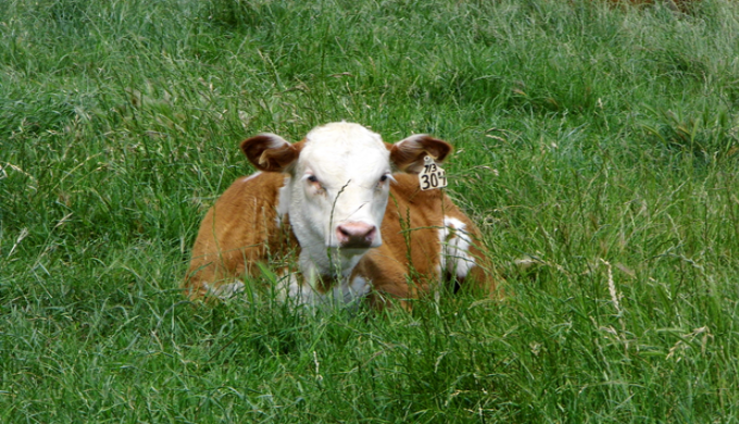 cow lbj cow lbj