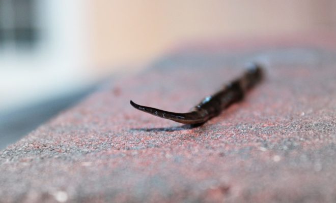 Invasive Worm Species Found in a Texas Woman's Backyard