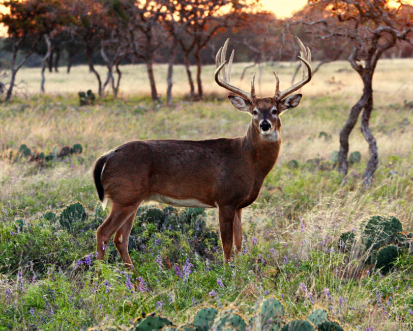 Texas Hill Country Whitetail Texas Hill Country