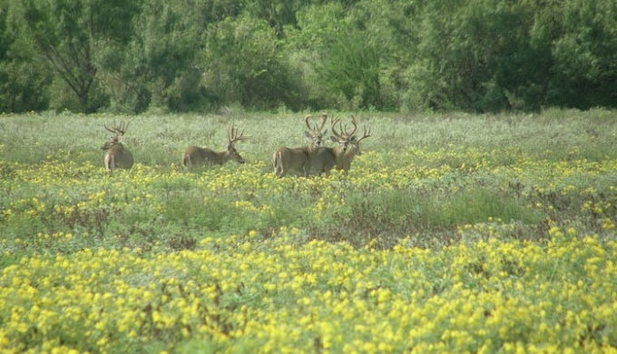 Deer at Dawson Whitetail Ranch Deer at Dawson Whitetail Ranch