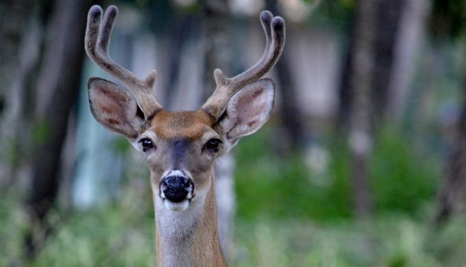 Deer Rut