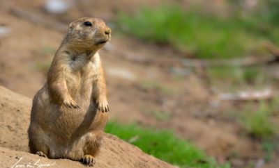 Lubbock’s Protected Prairie Dogs Delight Visitors at Prairie Dog Town
