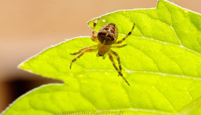 Healthy Garden Healthy Garden