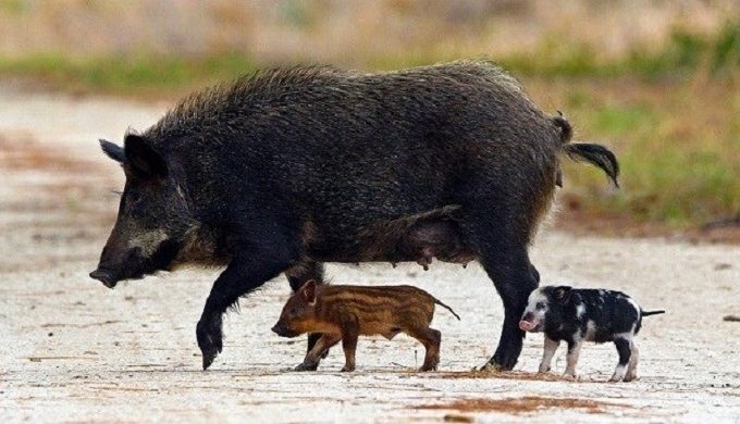Caretaker of Elderly Couple was Attacked and Killed by Feral Hogs