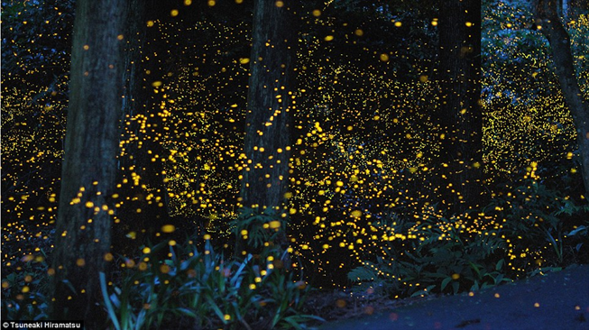fireflies
