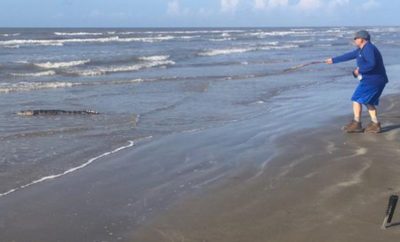 gator on beach