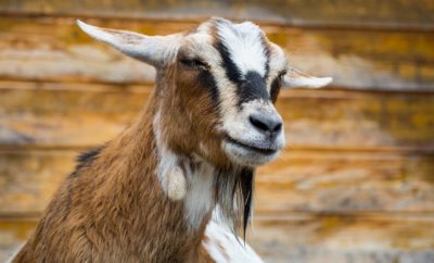 Gang of Mean Goats Target Colorado Business: May Have Turned Bad as Kids…