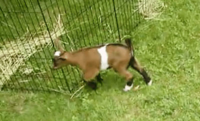 playful goat