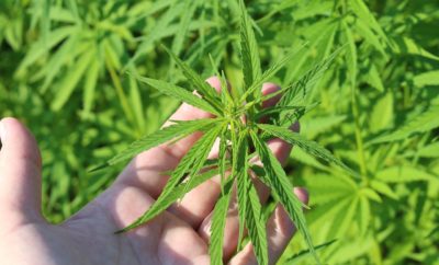 Texas House Bill to Legalize Farming of Industrial Hemp Approved
