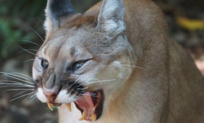 Wild Cats of the Texas Hill Country: Have You Spotted Them?