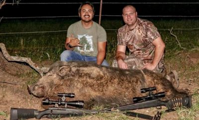 Desperate Hill Country Landowners Turn to Feral Hog Hunters for Relief